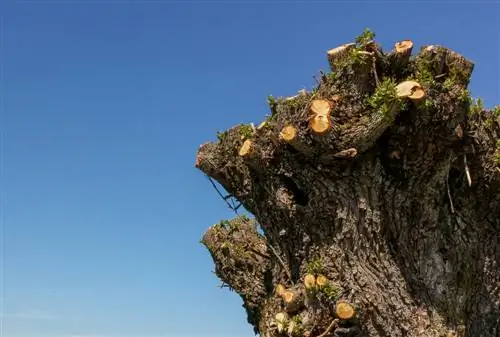 padang rumput yang banyak ditebang