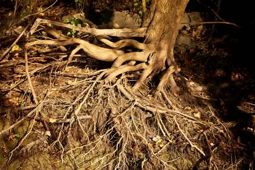 Willow Roots: What You Should Know Before Planting