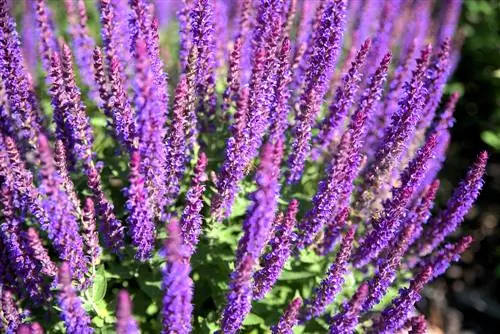 Salvia delle steppe: fioritura permanente e di facile manutenzione per il tuo giardino