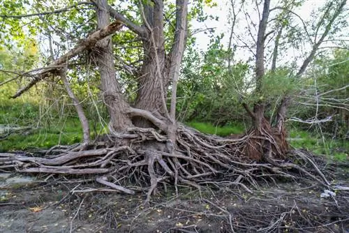 Remove willow roots: How to do it effectively and safely