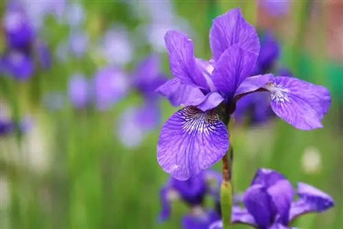 Irissen in de tuin: tips voor verzorging en locatiekeuze