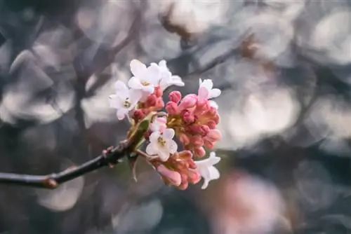 Bola de nieve perfumada en el jardín: cuidado, ubicación y propagación