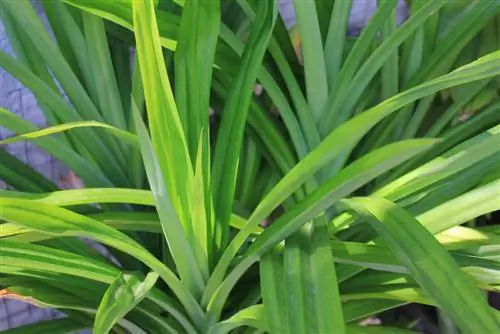 Screw tree: Exotic atmosphere in the winter garden