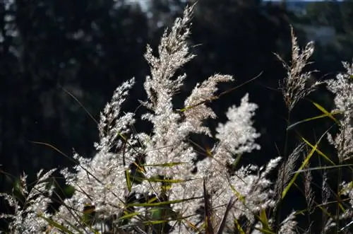 Herba per muntar: Herba ornamental versàtil per al jardí