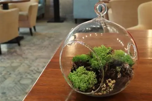 Make your own moss terrarium