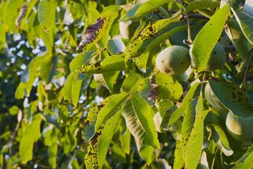 Walnut tree fungal infestation: recognize, combat and prevent