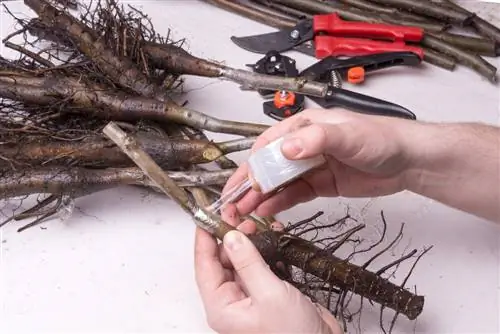 Grafting walnut trees: earlier harvest and more resistance