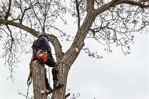 Radical cutting of walnut trees