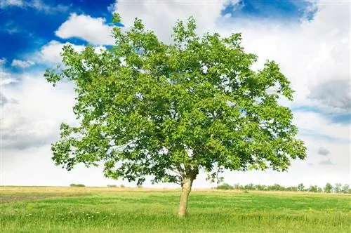 ubicació d'arbres de noguera