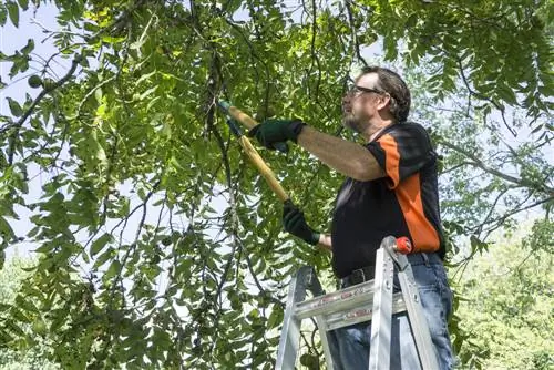 È vietato tagliare gli alberi di noce