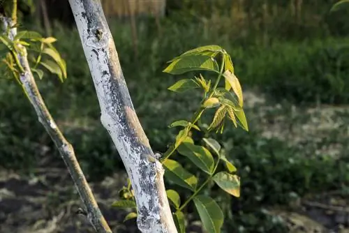 qoz ağacı şlamları