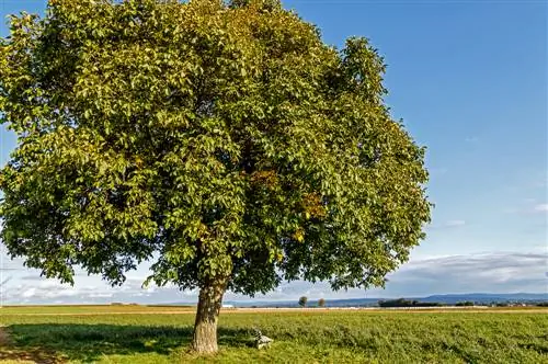 walnut tree profile