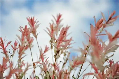 Harlequin Willow: Brown Leaves – Causes & Solutions