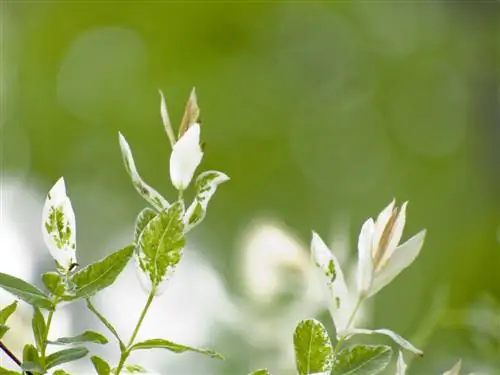 Harlequin willow: leaves curl - causes & solutions