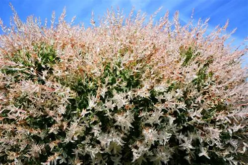 Cuidados com o salgueiro arlequim: é assim que ele se desenvolve perfeitamente no jardim