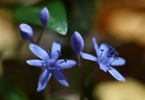 Squill i trädgården: plats, skötsel och förökning