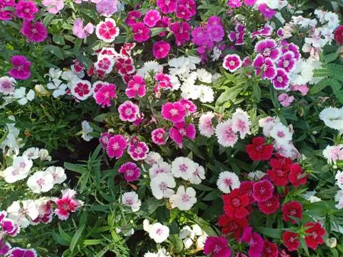 Carnation: care, propagation and location tips