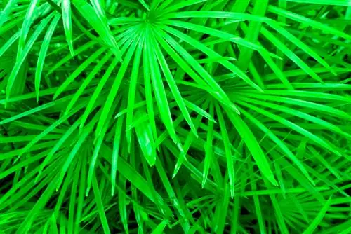 Livistona palms in pots: care and location requirements