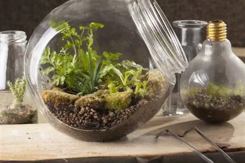 A glass of green magic: decoratively showcase moss