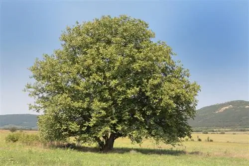 Okkerneutboomversoenbaarheid met ander plante