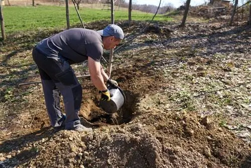 Graikinio riešutmedžio sodinimas: pavasaris ar ruduo – kada idealu?