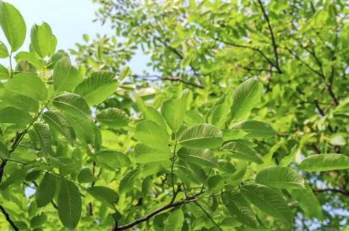 Pokok kenari-tidak-berbuah