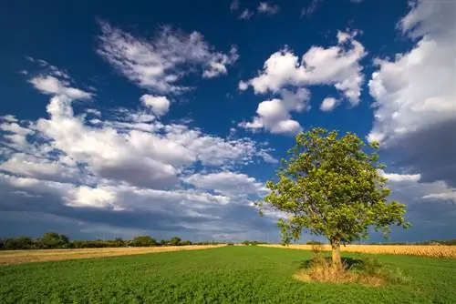 okkerneutboom groei per jaar