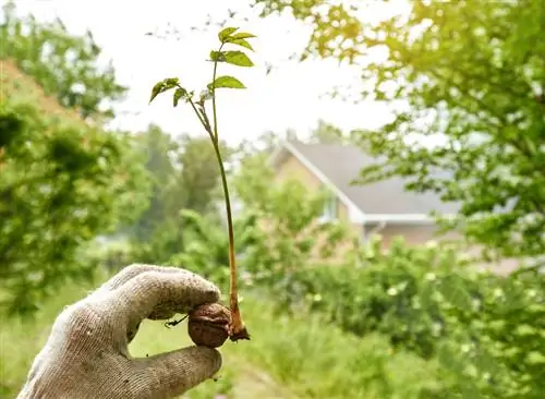 walnotenboom trekken