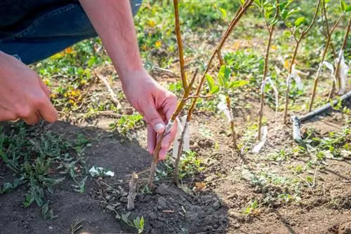 Mirabelle-pruime in die tuin: Van plant tot heerlike oes