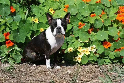 Nasturtium-beracun-untuk-anjing