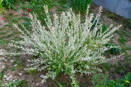 harlekin pileplanter