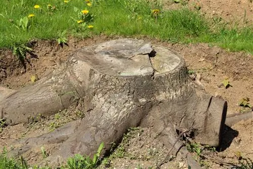 Rimozione delle radici degli alberi di noce: metodi per giardinieri domestici