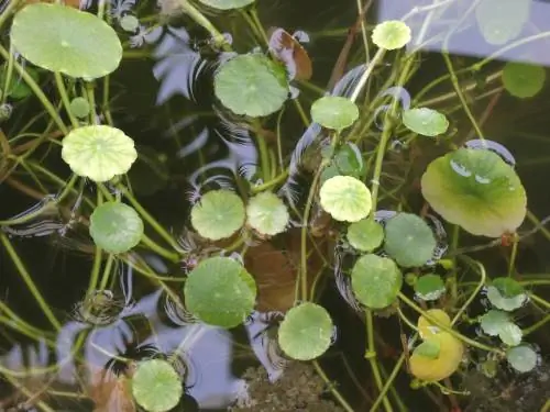 Bemes waterplante