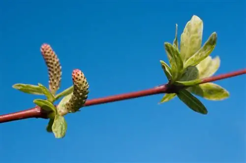 harlequin Willow-haina drift