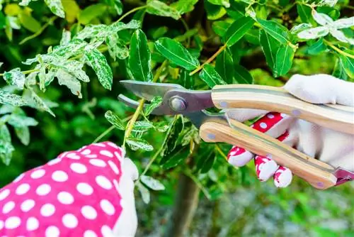 Successful radical cutting of the harlequin willow: This is how it works