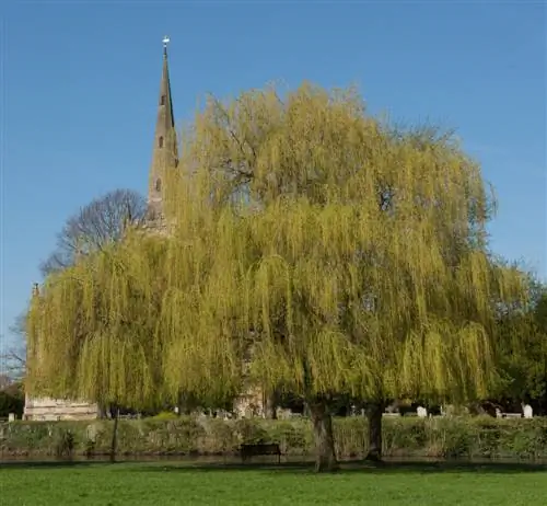 Pohon willow menangis untuk taman kecil: Jenis apa yang terbaik?