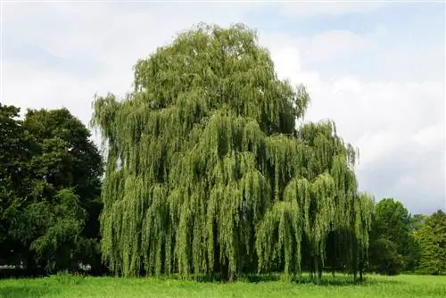 menangis pohon willow di taman