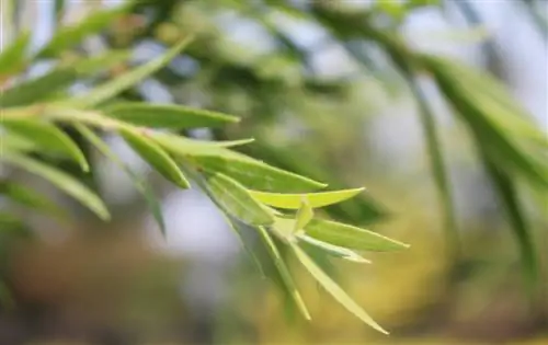 Weeping willow: Successfully propagate and plant cuttings