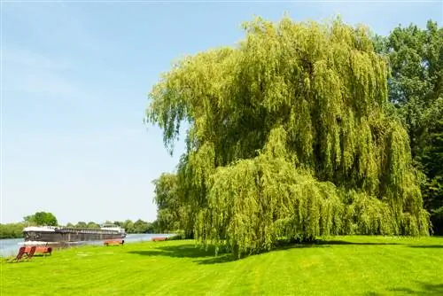 Weeping willow: growth, location and cutting at a glance