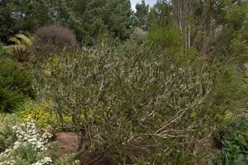 Plantació de salze: ubicació, instruccions i consells per al vostre jardí