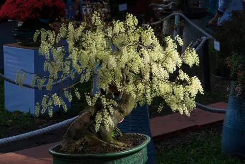 fűzfa bonsai