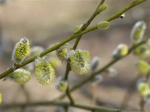 Pilens blomstring