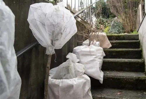 Overwinterende gevlochten wilg in een pot