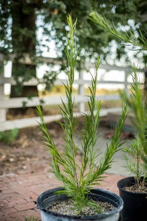 Planter du saule avec succès : instructions étape par étape