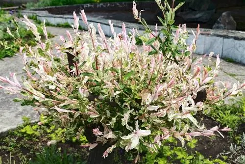 Berjaya melaksanakan padang rumput: arahan langkah demi langkah