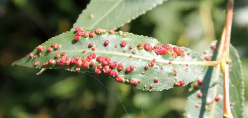 plagas de pastos