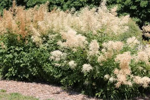 forest goat's beard