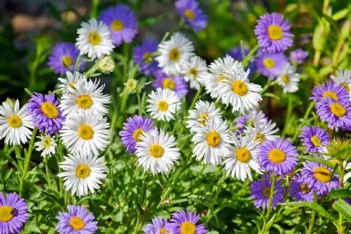 Aster pernă: planta perena colorată de toamnă din grădină