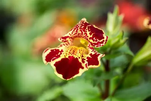 Fiore del giocoliere: cura e posizione per una fioritura ottimale