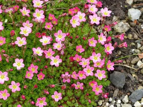 Mossteenbreek planten en verzorgen: de ultieme gids